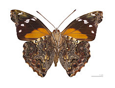 Museum specimen ♂ △ - Ventral side