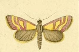 Pyrausta virginalis