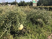 Sakurajima-Dai­kon­feldwegrand 2018