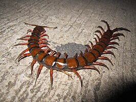 Scolopendra gigantea