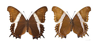 Museum specimen ♂ Both sides