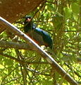 Massena trogon in Costa Rica