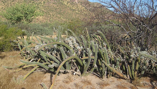 Stenocereus alamosensis west of Hermosillo, Sonora, Mexico