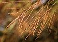 Thysanolaena latifolia