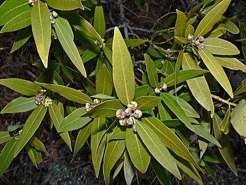 Leaves