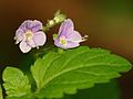 inflorescence, Photo by Kristian Peters