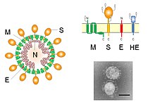 Coronavirus