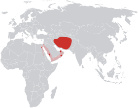 Range of Blanford's fox