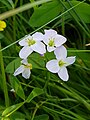 Cuckoo flower / Lady's Smock, Cardamine pratensis