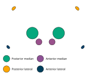 The eye arrangement of spiders in the genus Adonea