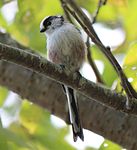 Resting on branch