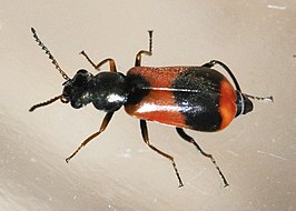 Anthocomus equestris