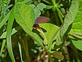 Flower of Aristolochia rotunda