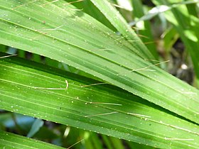 Closeup of leaflets, showing the spines arranged in three longitudinal rows