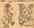Mattioli / Handsch / Camerarius 1586 ........... Links: Hyoscyamus niger Re.: Hyoscyamus albus