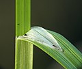 Detailausschnitt mit Blatthäutchen