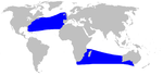 True's beaked whale range