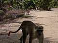 Grüne Meerkatzen Green Monkey