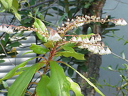 Madiera-gyöngyvirágfa (Clethra arborea)