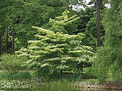 Cornus controversa, Kew Gardens, London