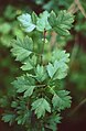 Krummkelch-Weißdorn (Crataegus rhipidophylla var. rhipidophylla)