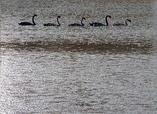 Cygnus atratus, pluie