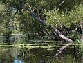 A Looking Glass Sanctuary in Clinton County