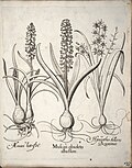 Traubenhyazinthen (Hortus Eystettensis, 1640)