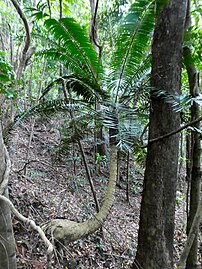 Growing on a hillside near Cairns, Queensland