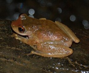 Common Mist Frog (Litoria rheocola)