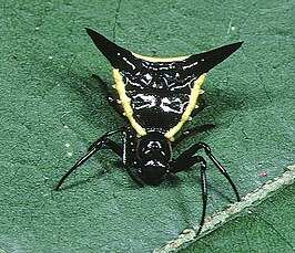 Micrathena pungens