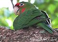 Mitred Conure