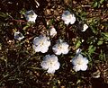 Nemophila menziesii