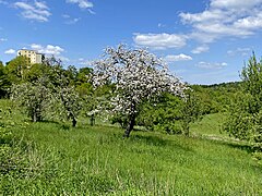 Streuobstwiese in Blüte