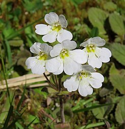 Flowers (subsp. lactea)