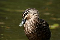 Pacific Black Duck