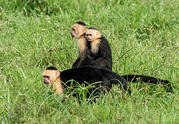 Panamanian white-faced capuchins