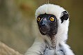 Von der Deckens sifaka