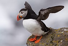 A puffin.