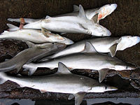 Captured milk sharks on a wharf