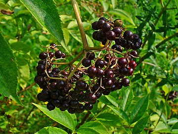 Fruits