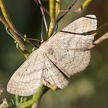 Scopula siccata, a moth, resting on tansymustard