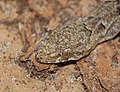 Close-up of a tropical house gecko