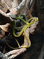 Western green mamba Dendroaspis angusticeps at Wilmington's Cape Fear Serpentarium