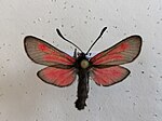 Zygaena brizae – Specimen