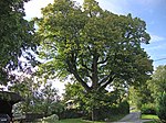 Sommerlinde (Tilia platyphyllos)