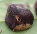 Larval exit hole in sweet chestnut