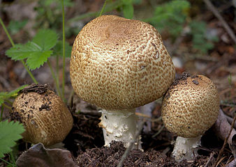 Riesen-Champignon Agaricus augustus