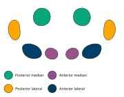 The eye arrangement of spiders in the genus Anyphaena