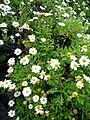 Argyranthemum pinnatifidum